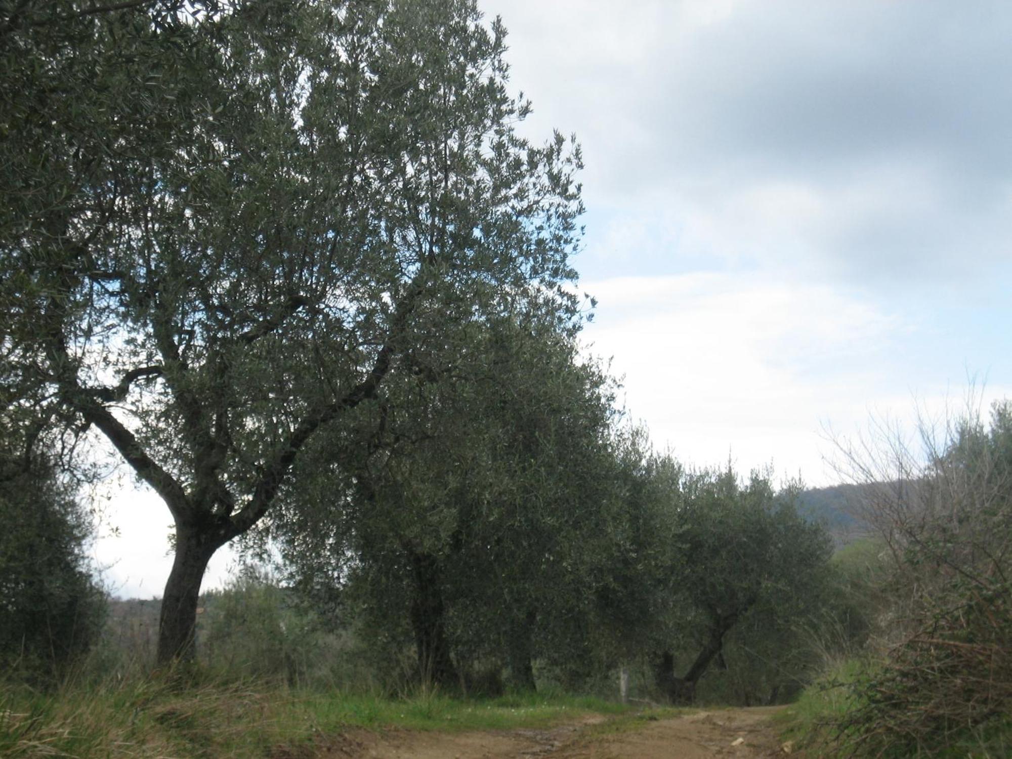Agriturismo Casa Fibbianello Semproniano Εξωτερικό φωτογραφία